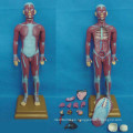 Modelo de sistema muscular anatómico médico humano (R030111)